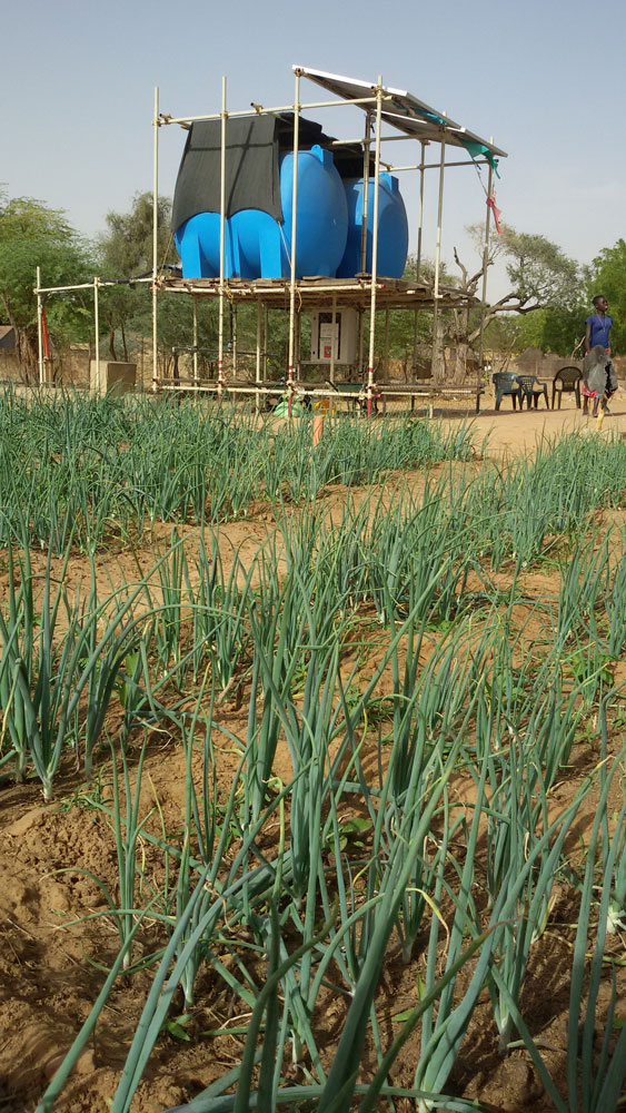 Mercato agroalimentare senegalese le iniziative