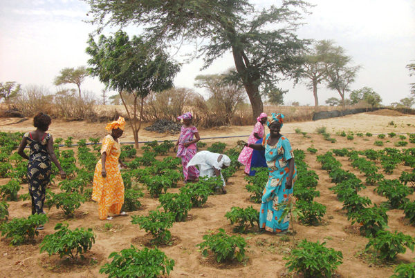 Mercato agroalimentare senegalese le iniziative