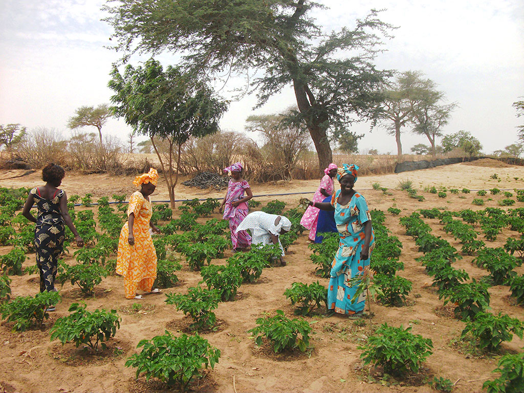 Mercato agroalimentare senegalese: le iniziative