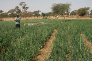 Mercato agroalimentare senegalese le iniziative